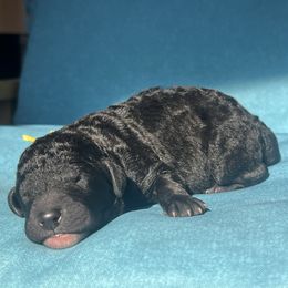 Donner - Black male Labradoodle puppy in Monticello, Georgia from Daylin’s Doodles & Labradors