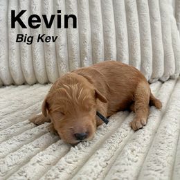 Goldendoodle Puppies from Double the Doodles