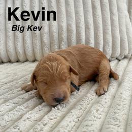 Goldendoodle Puppies from Double the Doodles