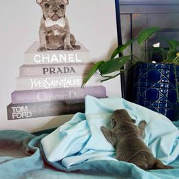 French Bulldog Puppies from GBPGENETICS