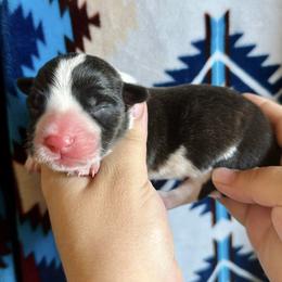 American Corgi Puppies from 5H Corgis