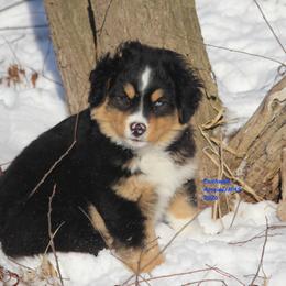 Trooper - Black tri male Miniature American Shepherd puppy in Hillsdale, Michigan from Faithwalk Aussies and Mini American Shepherds