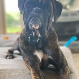 Boxer Puppies from Mount Juliet Boxers of Nabors