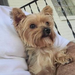 Honey - Yorkshire Terrier