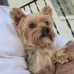 Honey - Yorkshire Terrier