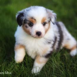 Miniature American Shepherd Puppies from Casita Miniature American Shepherds
