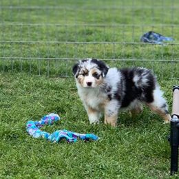 Australian Shepherd Puppies from Integrity Australian Shepherds