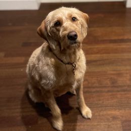 Ruby - Goldendoodle