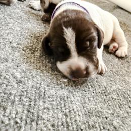 Brioche (purple) - Liver roan female German Shorthaired Pointer puppy in Marshfield, Missouri from Suma Kennels