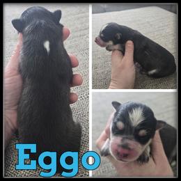 Eggo - Black and white male Siberian Husky puppy in Wheeler, Michigan from Haase Family Kennels
