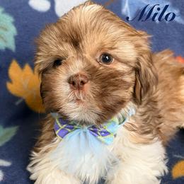 Milo - Liver and white male Shih Tzu puppy in Hemet, California from Aloha Shih Tzu