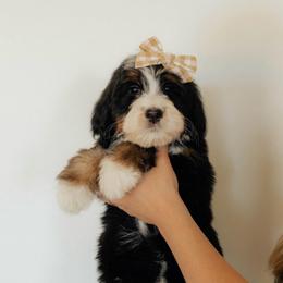 Female Medium Sized Bernedoodle Artemis - Gray Collar - Tri-color female Bernedoodle puppy in Kamas, Utah from A + E Farms