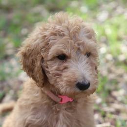 Goldie - Apricot female Goldendoodle puppy in Macclenny, Florida from Baker County Goldendoodles