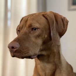 Ducky - Vizsla