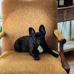 French Bulldog Puppies from Von Bales French Bulldogs