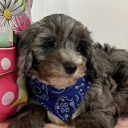 Cavalier King Charles Spaniels, Cavapoos, and Miniature Australian Shepherds from Shelli's Puppies