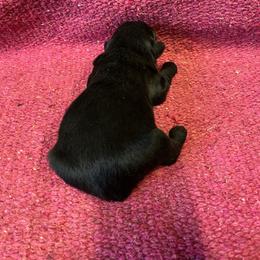 Princess Anna - Black female Australian Shepherd puppy in Whitwell, Tennessee from Owl Hollow Farm
