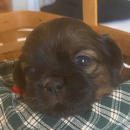 Beau - Chocolate male Shih Tzu puppy in Jasper, Georgia from Tiny Bubbles Shih Tzus
