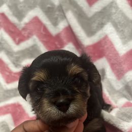 Sally - Black and tan female Yorkipoo puppy in Shelby, North Carolina from Dynasty puppies