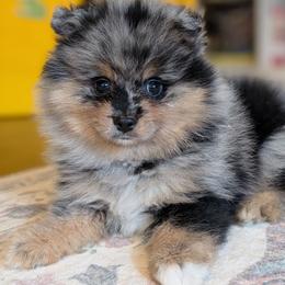 Ralph - Blue merle male Pomeranian puppy in Danielsville, Georgia from PassionatePomPoms