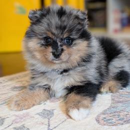 Ralph - Blue merle male Pomeranian puppy in Danielsville, Georgia from PassionatePomPoms