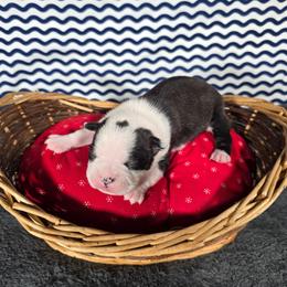 Gail - Black and white female Boston Terrier puppy in Millers Creek, North Carolina from Tumbling Shoals Hilltop Bostons