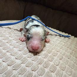 Laredo - Blue merle male Miniature Australian Shepherd puppy in Tucson, Arizona from Soqui Ortiz Cattle Ranch
