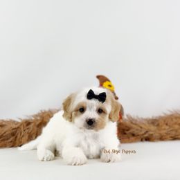 Black Collar Boy - Blenheim male Cavapoo puppy in Republic, Missouri from Red Skye Puppies