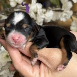 Purple - Tri-color female Bernedoodle puppy in Yuciapa, California from AlltheDoodlez_