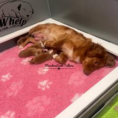 Nova Scotia Duck Tolling Retriever Puppies from Meadowlark Tollers