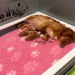 Nova Scotia Duck Tolling Retriever Puppies from Meadowlark Tollers