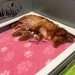 Nova Scotia Duck Tolling Retriever Puppies from Meadowlark Tollers