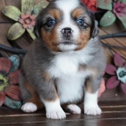 Girl 1 - female Miniature Australian Shepherd puppy in Lawton, Oklahoma from Lindsey’s Aussies