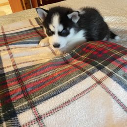 Siberian Husky Puppies from Stan the Man Huskies