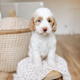 Man in the Mirror - Parti male Goldendoodle puppy in Syracuse, Indiana from The Doodle Cove