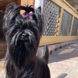 Opal - Yorkshire Terrier