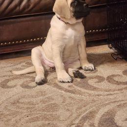Mastiff Puppies from Heirloom Mastiffs