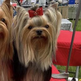 Yorkshire Terriers from All Yorkie