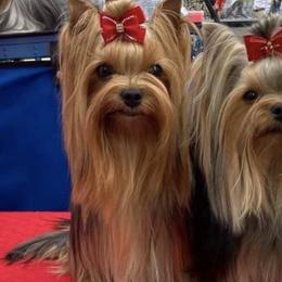 Yorkshire Terriers from All Yorkie
