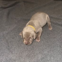 Girl 3 - Silver gray female Weimaraner puppy in Spartanburg, South Carolina from Palmetto State Weimaraners