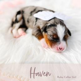 Haven - Blue merle female Bernedoodle puppy in Mahomet, Illinois from Jordan Family Doodles