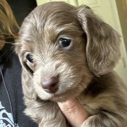 Izzy - Fawn (isabella) and tan female Dachshund puppy in Spencer, Ohio from JAM Doxies