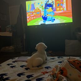 Golden Retriever Puppies from Nina's Golden hour