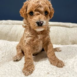 Cavapoo Puppies from SoCal Cavapoos