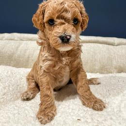 Cavapoo Puppies from SoCal Cavapoos