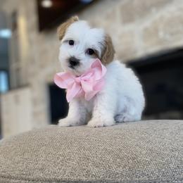 Bernedoodle, Cavapoo, Havanese, and Havapoo Puppies from Lady Paws Puppies - Cassie