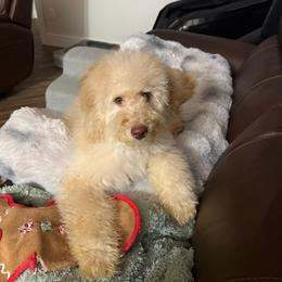 Michelangelo - Red male Bernedoodle puppy in Pennsylvania from Bernedoodle Bunch