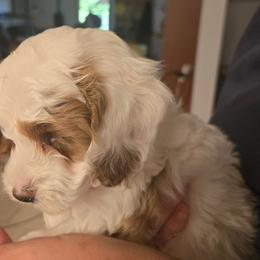 Cloud - Red and white male Cockapoo puppy in Conklin, Michigan from Lake Michigan Couture Cavapoos & Cockapoos