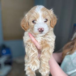 Tow Mater - Gold sable male Havapoo puppy in Surprise, Arizona from Huckleberry Doodles