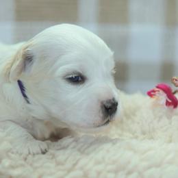 Lumi - White female Coton de Tulear puppy in Forney, Texas from Buttercup Cotons of Texas